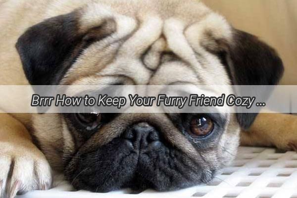 Brrr How to Keep Your Furry Friend Cozy After a Buzz Cut Winter Survival Guide